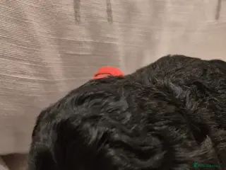 Cockapoo dogs Healthy & Happy miniature Cockapoo Puppies - Advert 7