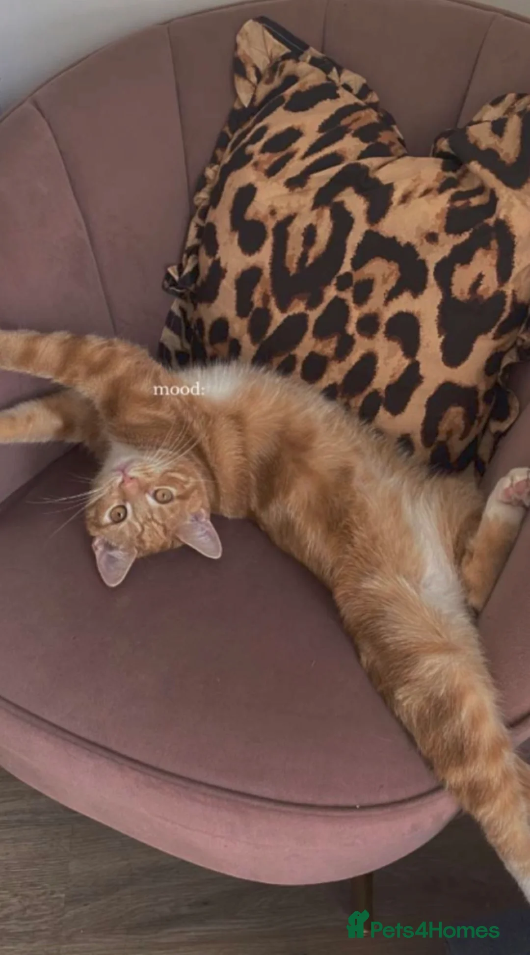 American Shorthair cats for sale: Rehoming our cat  in London - Advert 2