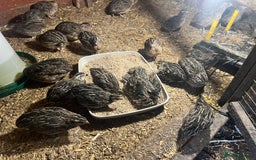 Quail poultry for sale: 11 female and 2 male quail for sale  - Image 4
