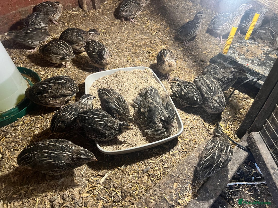 Quail poultry for sale: 11 female and 2 male quail for sale  - Image 4