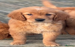 Golden Retriever dogs for sale: KC health checked outstanding temperaments  - Advert 23