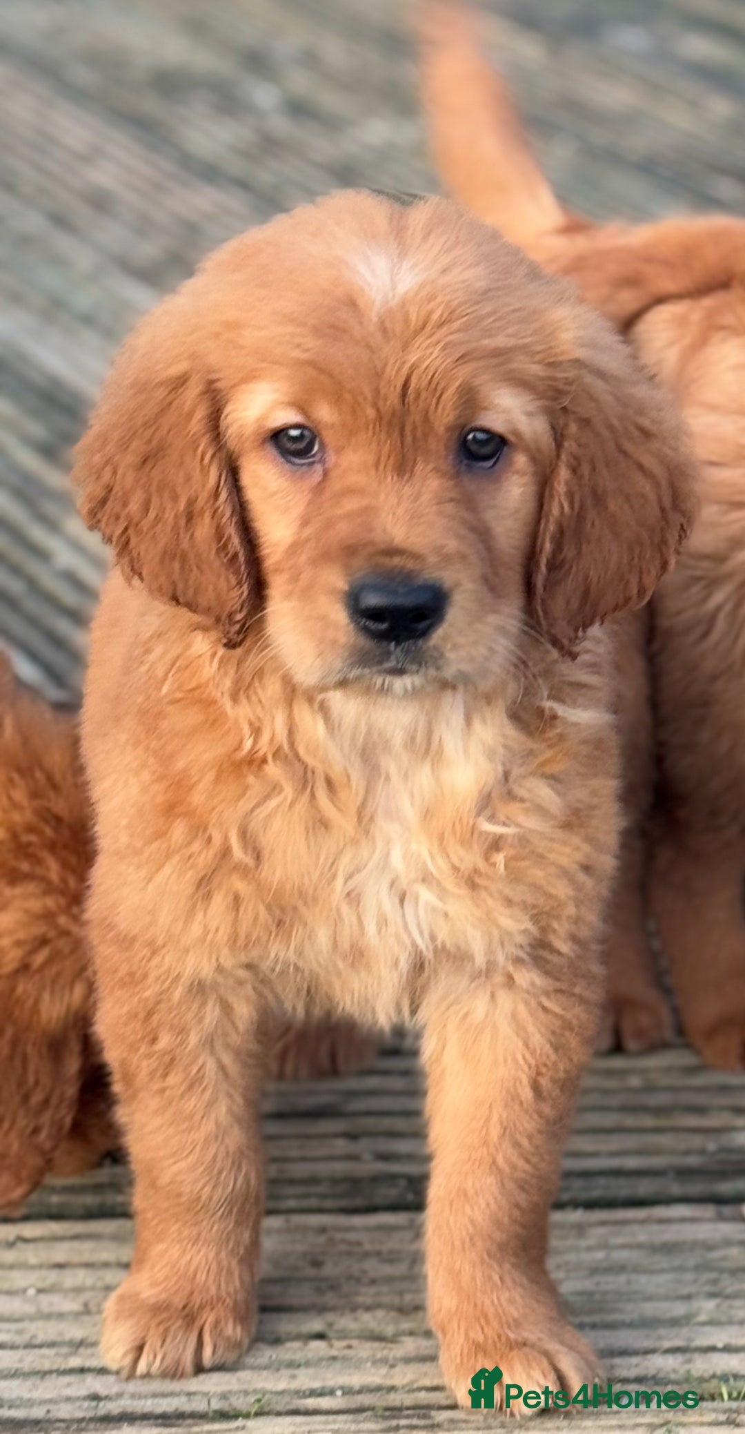 Golden Retriever dogs for sale: KC health checked outstanding temperaments  - Advert 23