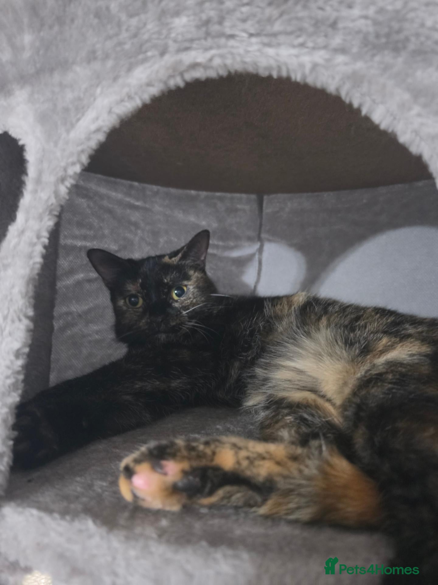 Domestic Shorthair cats for sale: Domestic shorthair for sale  - Advert 6