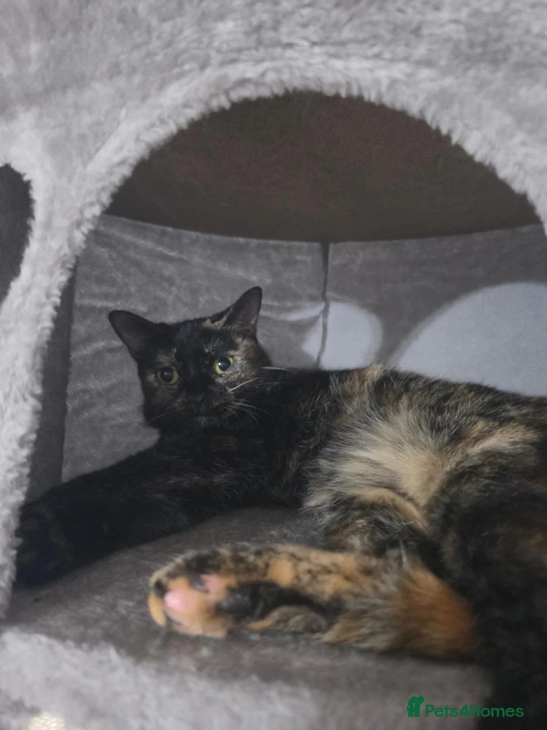 Domestic Shorthair cats for sale: Domestic shorthair for sale  in Birmingham - Advert 1