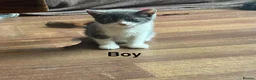 Mixed Breed cats for sale: 5 kittens ready for new homes.  - Advert 4