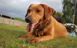 Labrador Retriever dogs for sale: KC REGISTERED FOX RED LABRADOR PUPPYS DUE SOON  - Image 6