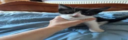 Mixed Breed cats for sale: Beautiful Kittens Seeking Loving Forever Homes  - Advert 28