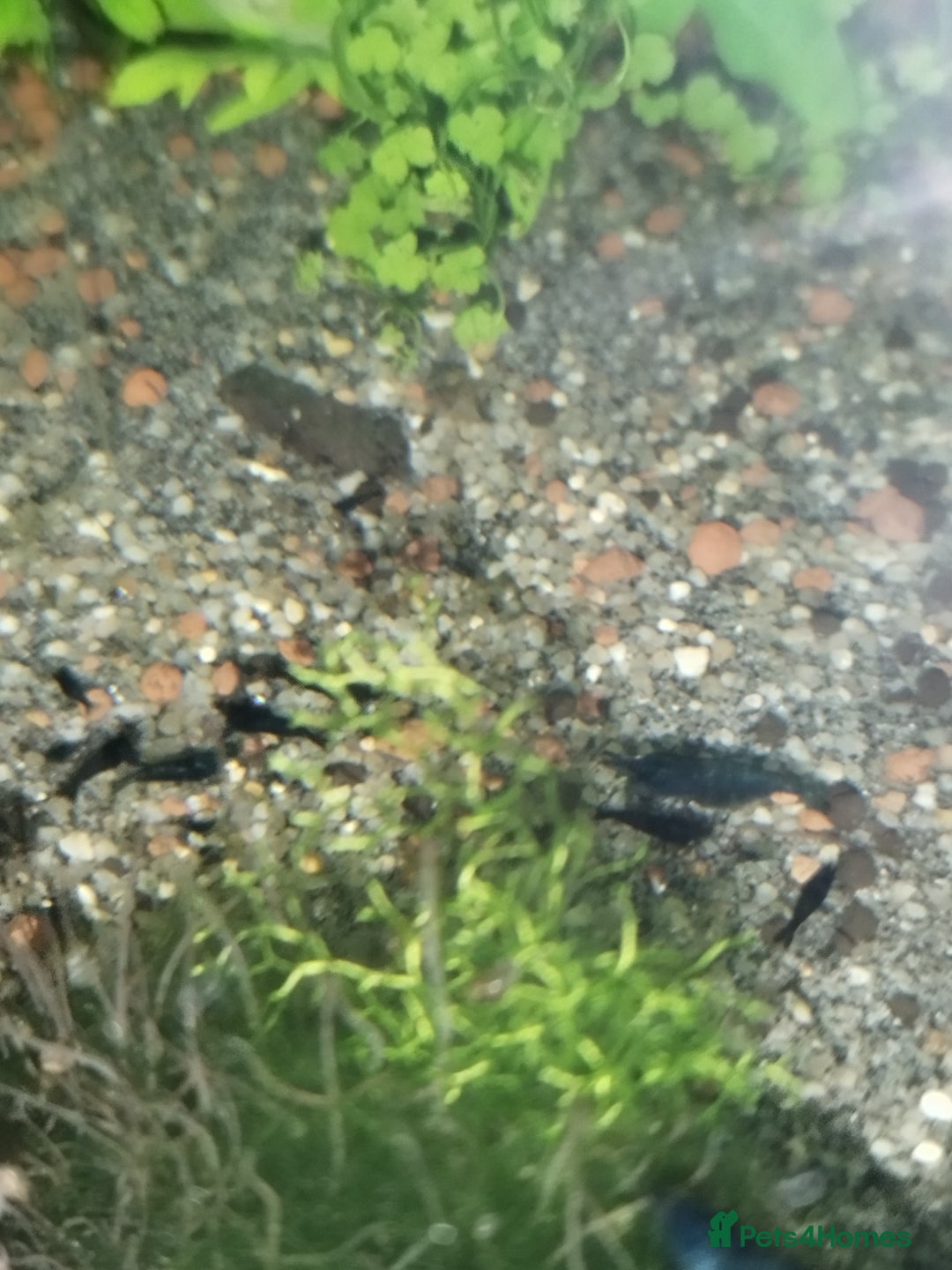 Shrimps fish for sale: Neocaradina Shrimp (Blue, High grade) - Image 8