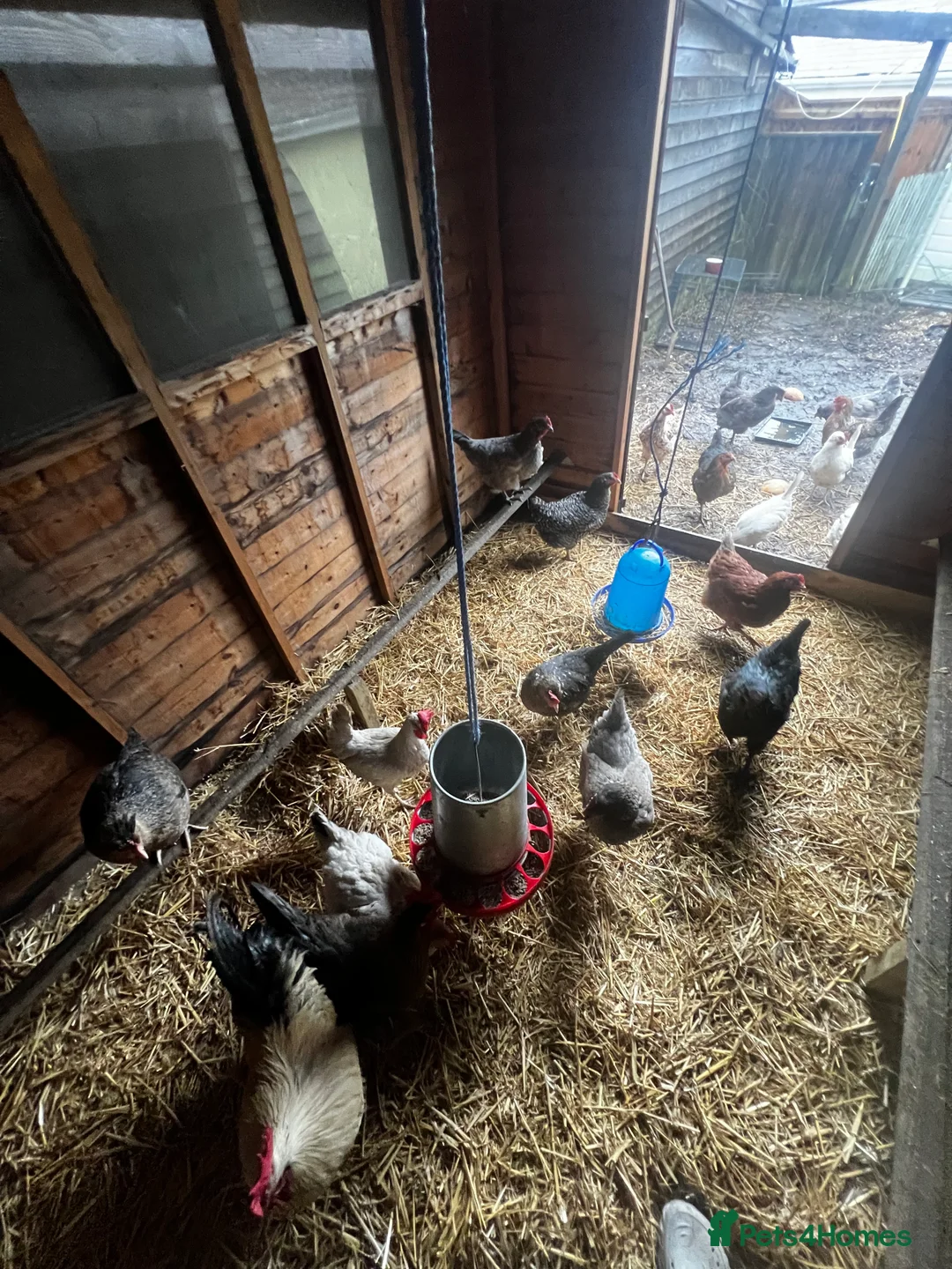 Chickens poultry for sale: 19 chickens  - Advert 2