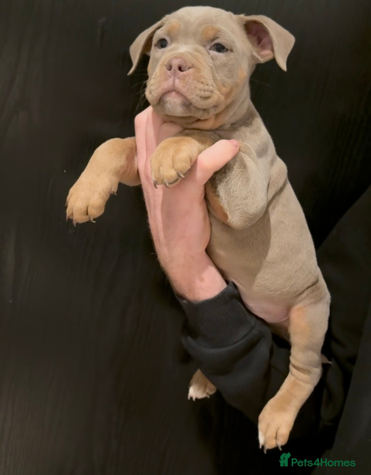 Olde English Bulldogge dogs Olde English bulldog puppies  - Advert 18