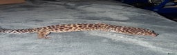 Leopard Gecko reptiles for sale: £20 Leopard geckos - Advert 3