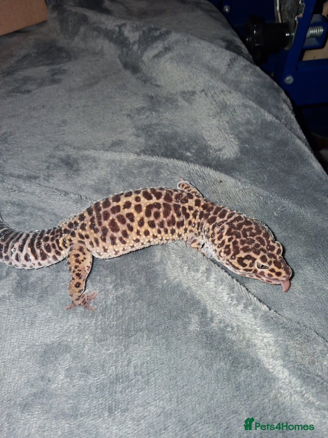 Leopard Gecko reptiles for sale: £20 Leopard geckos - Advert 3