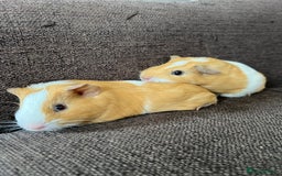 Guinea Pig rodents for sale: Baby BOY Guinea Pigs - Image 7