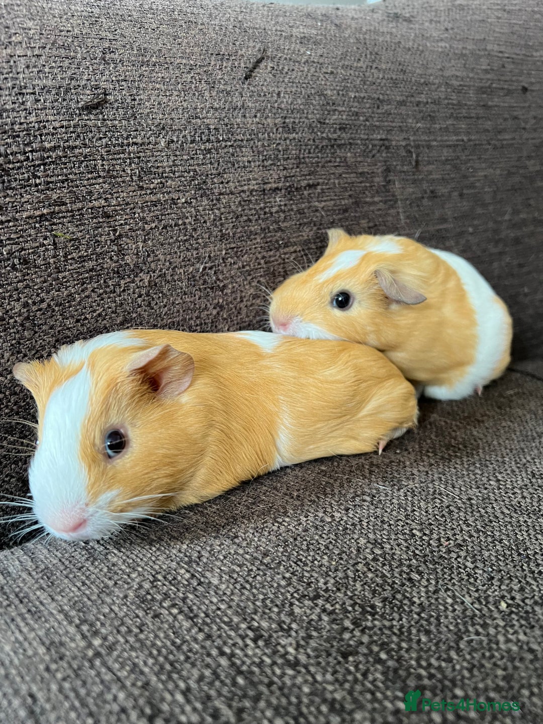 Guinea Pig rodents for sale: Baby BOY Guinea Pigs - Image 7