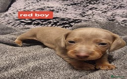 Miniature Dachshund dogs for sale: CHAMPION KC REG MINIATURE DACHSHUND PUPS.  - Image 5