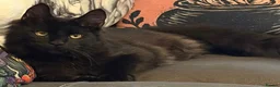 Maine Coon cats for sale: Reduced XL TICA Maine Coon Kitten active possible  - Advert 8