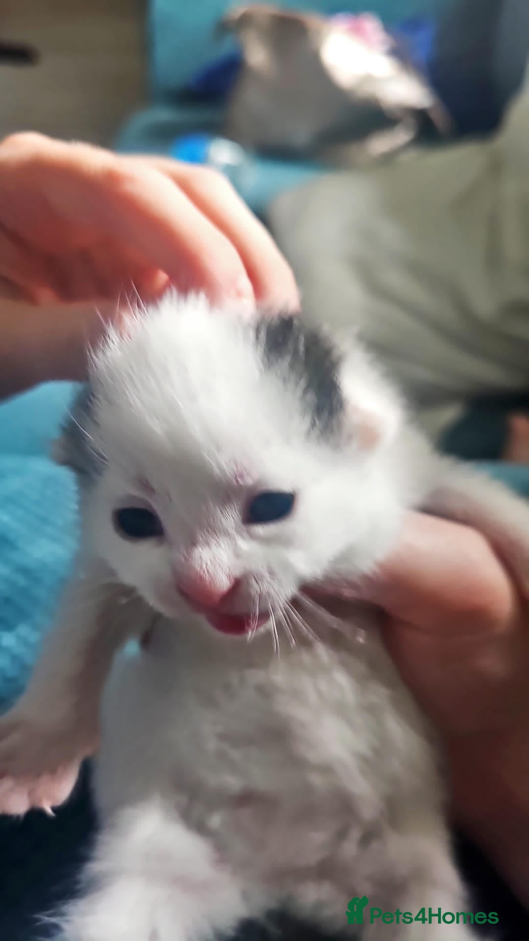 Domestic Shorthair cats for sale: Tabby and white kitten - Advert 7