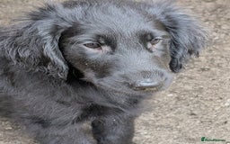 Flat coated Retriever dogs for sale: Flatcoated Retriever puppies  - Image 1