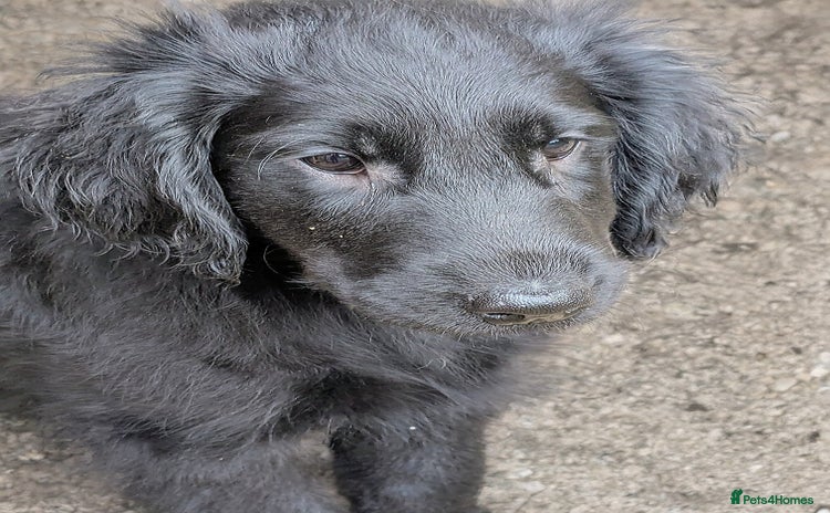 Flat coated Retriever dogs - Advert 1