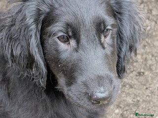 Flat coated Retriever dogs - Advert 3