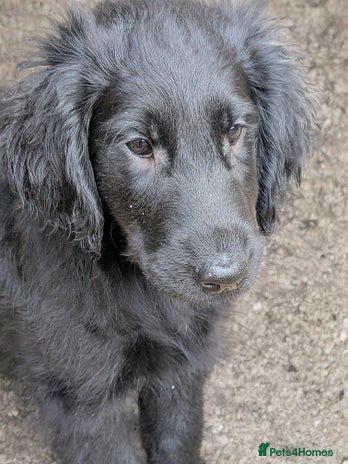 Flat coated Retriever dogs - Advert 8