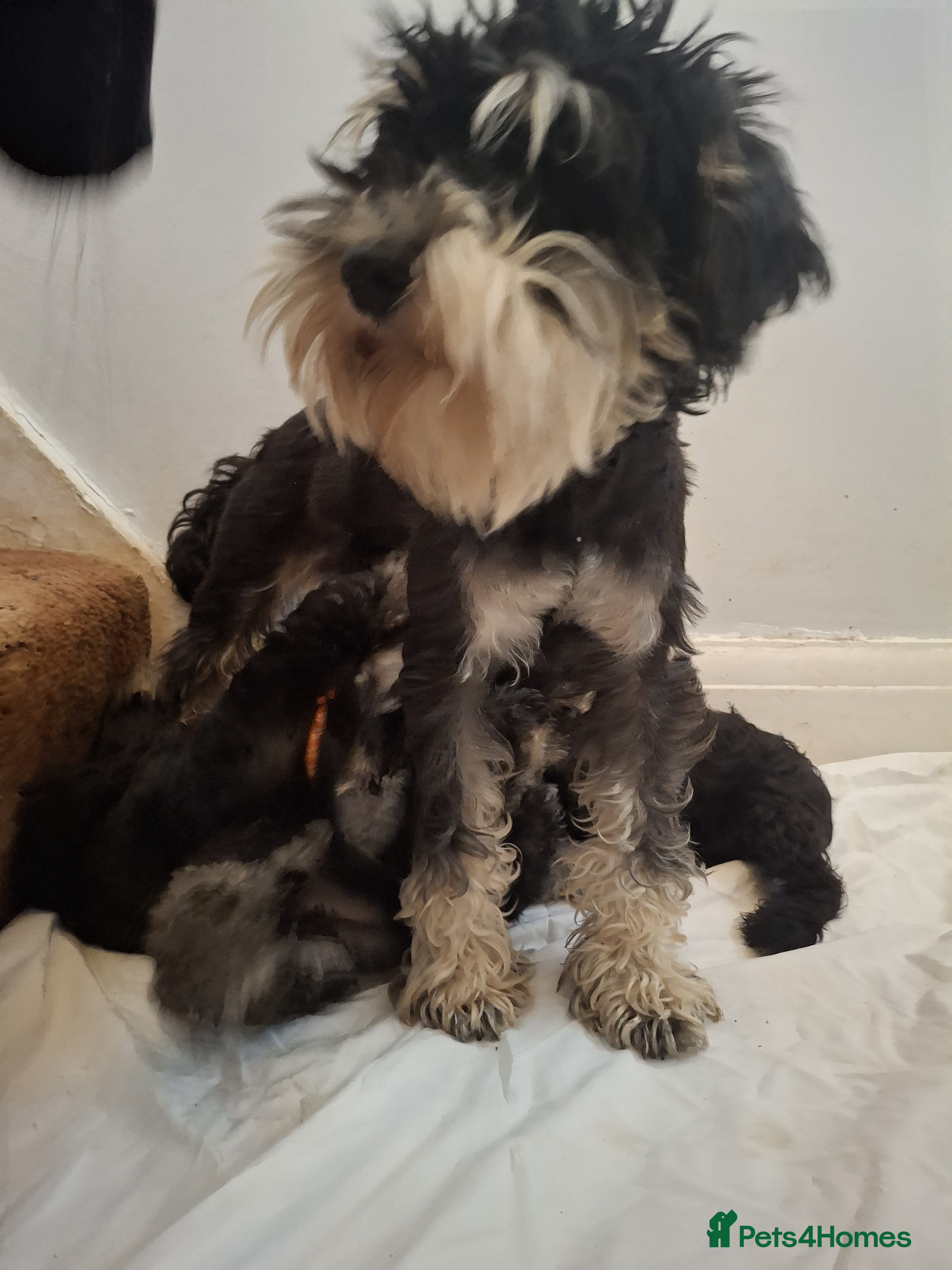 Miniature Schnauzer dogs Adorable Miniature Schnauzer Puppies for Sale - Advert 2