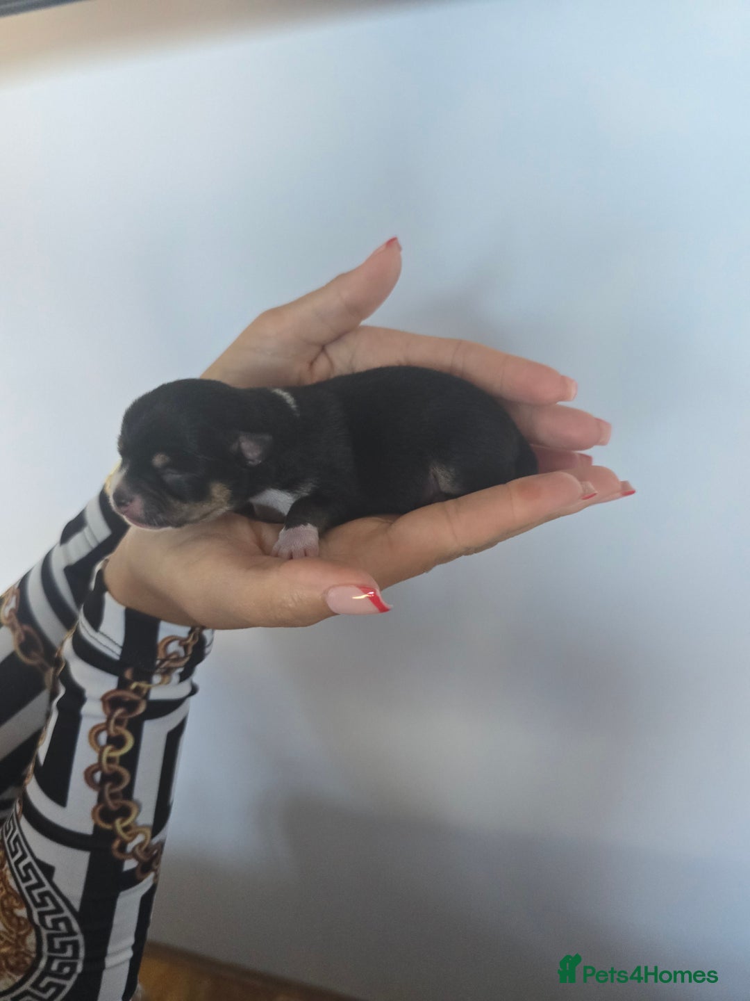 Chihuahua dogs for sale: Cup Chihuahua mini - Image 32
