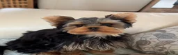 Yorkshire Terrier dogs for sale:  PETITE YORKSHIRE TERRIER GIRL – 5 MONTHS OLD  - Advert 2