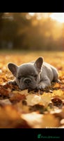 French Bulldog dogs - Advert 4