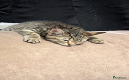 Mixed Breed cats for sale: Adorable Kittens Looking for Loving Homes! - Image 9