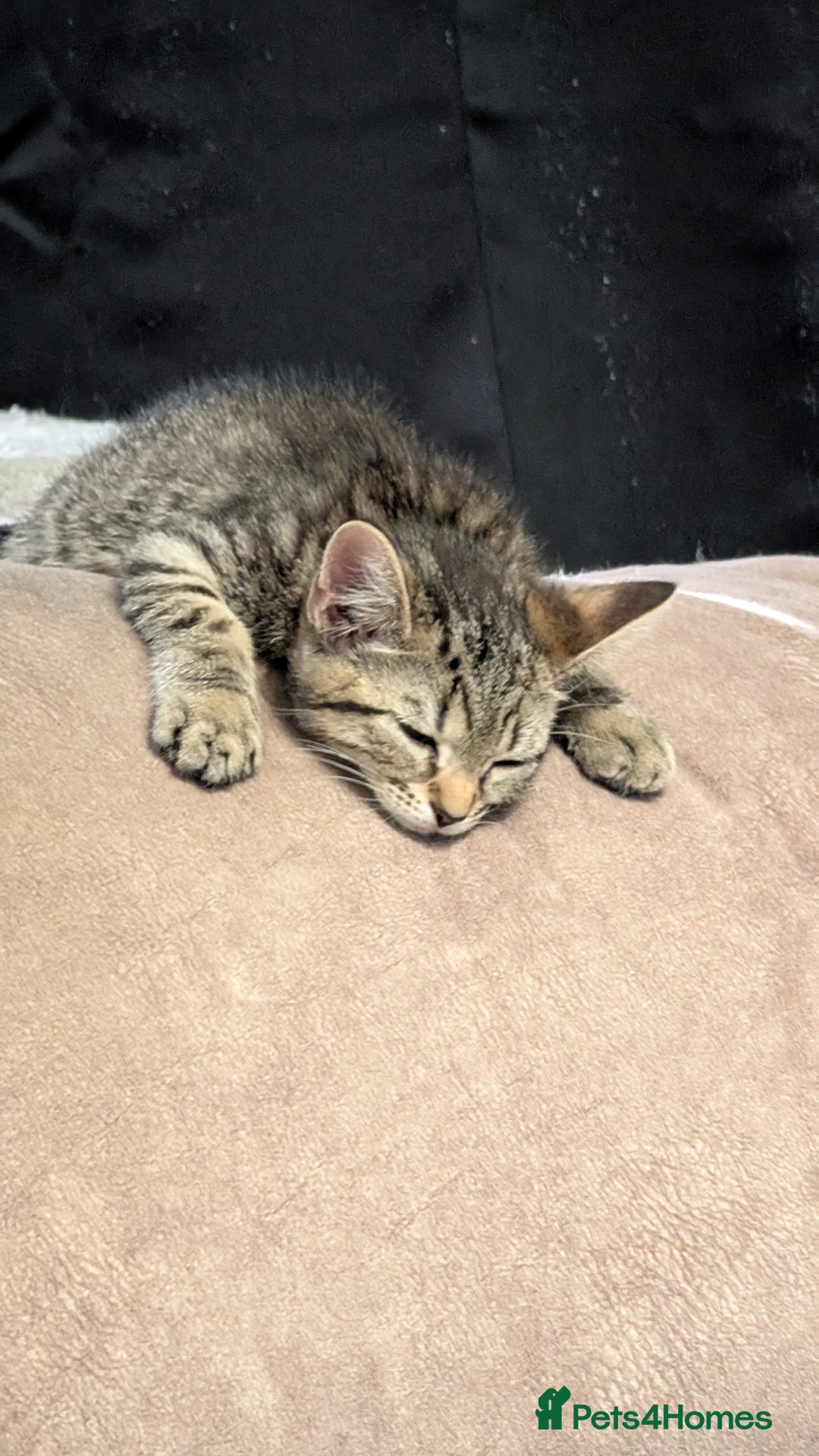 Mixed Breed cats for sale: Adorable Kittens Looking for Loving Homes! - Image 9