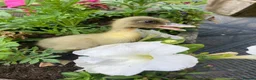 Ducks poultry for sale: Hatching Aylesbury & Pom Pom Runner Duck Eggs - Advert 3