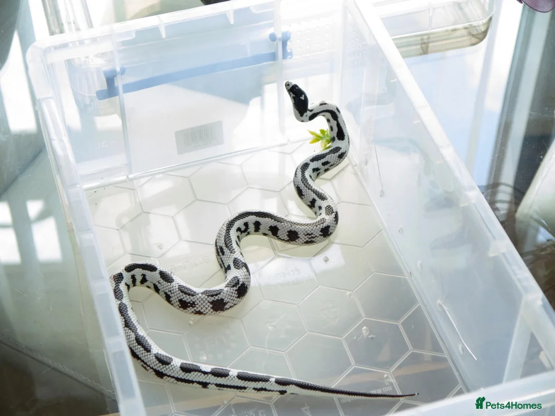 King Snake reptiles for sale: California King Snake  - Advert 2