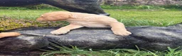 Labrador Retriever dogs for sale: Red & gold lab puppies  in Telford - Advert 18