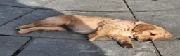Golden Retriever dogs for sale: Beautiful litter of Golden Retriever puppies 🐶  - Advert 6