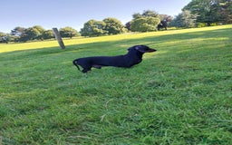 Dachshund dogs for stud: Dachshund as stud for first time! - Advert 4