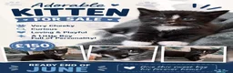 Domestic Shorthair cats for sale: Kittens  in Inverkeithing - Advert 8