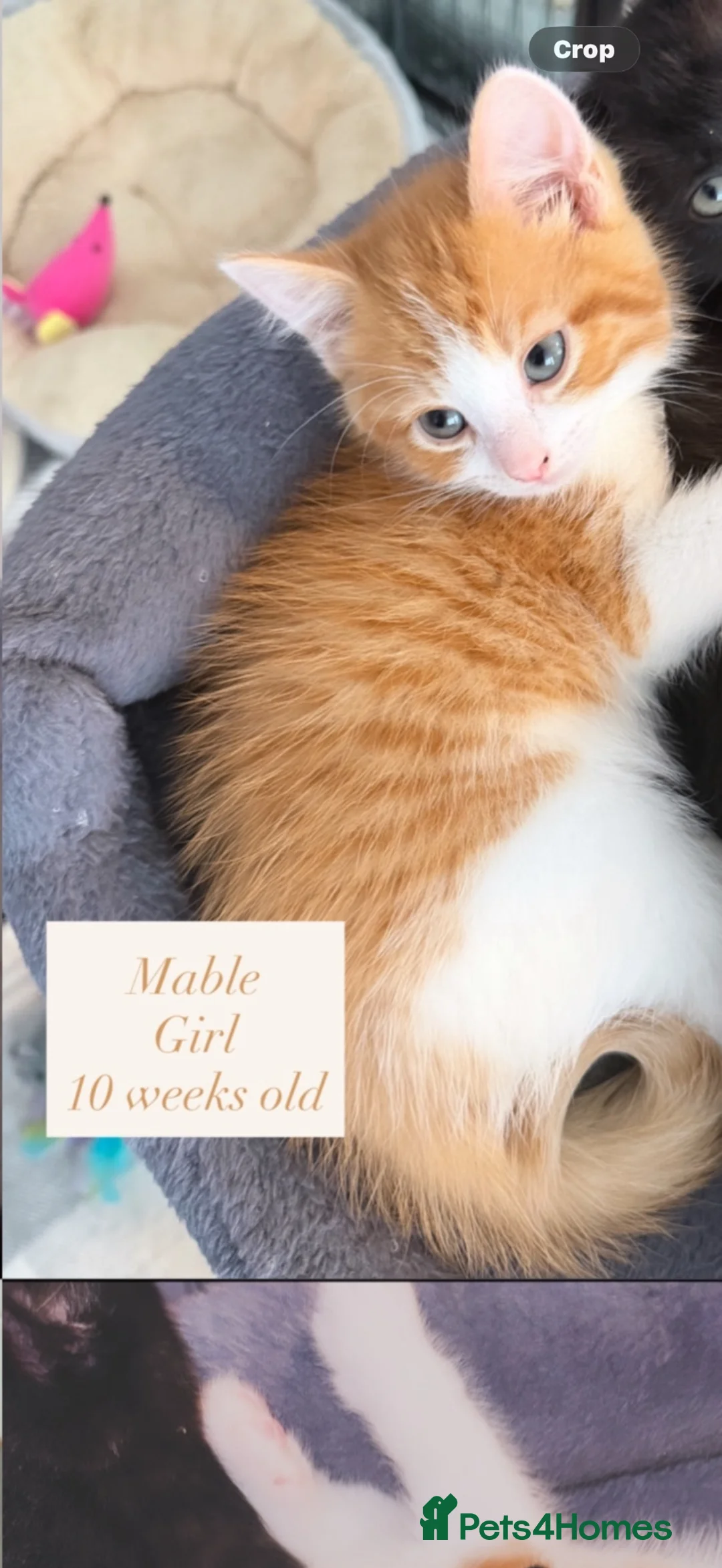 Mixed Breed cats for sale: 3 10 week old kittens  in Liverpool - Advert 2