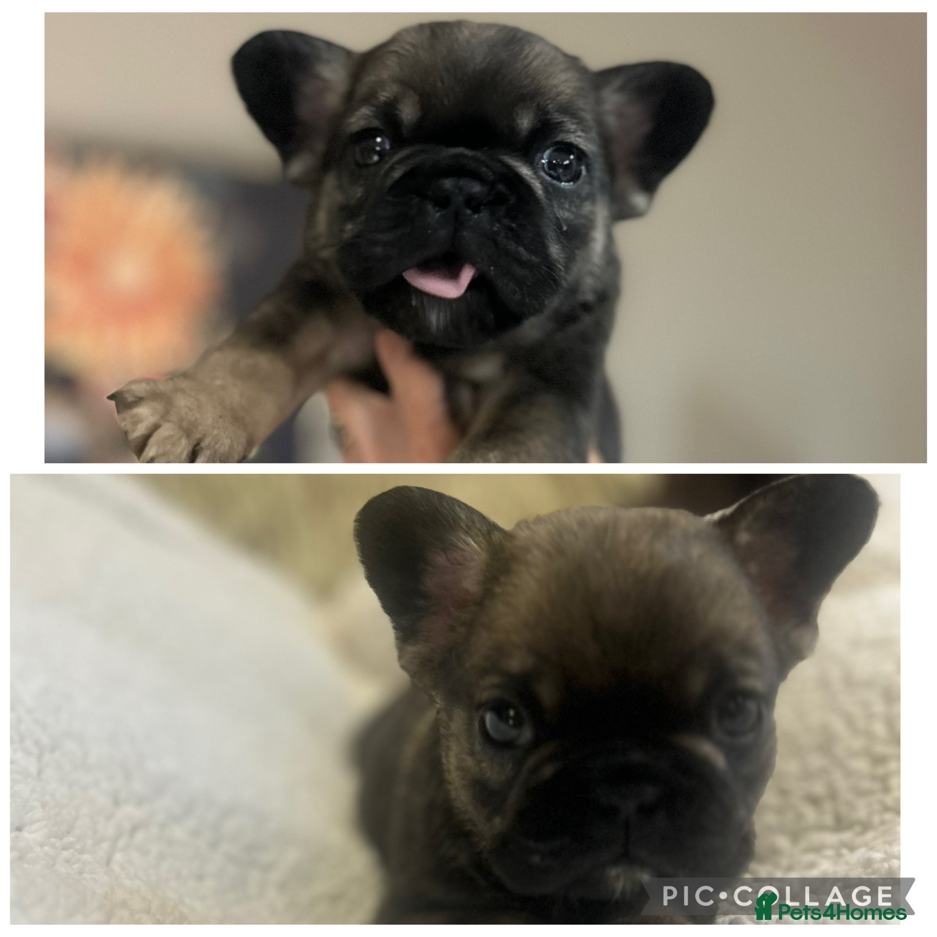 French Bulldog dogs French bulldog pups  - Advert 5