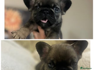 French Bulldog dogs French bulldog pups - Advert 5