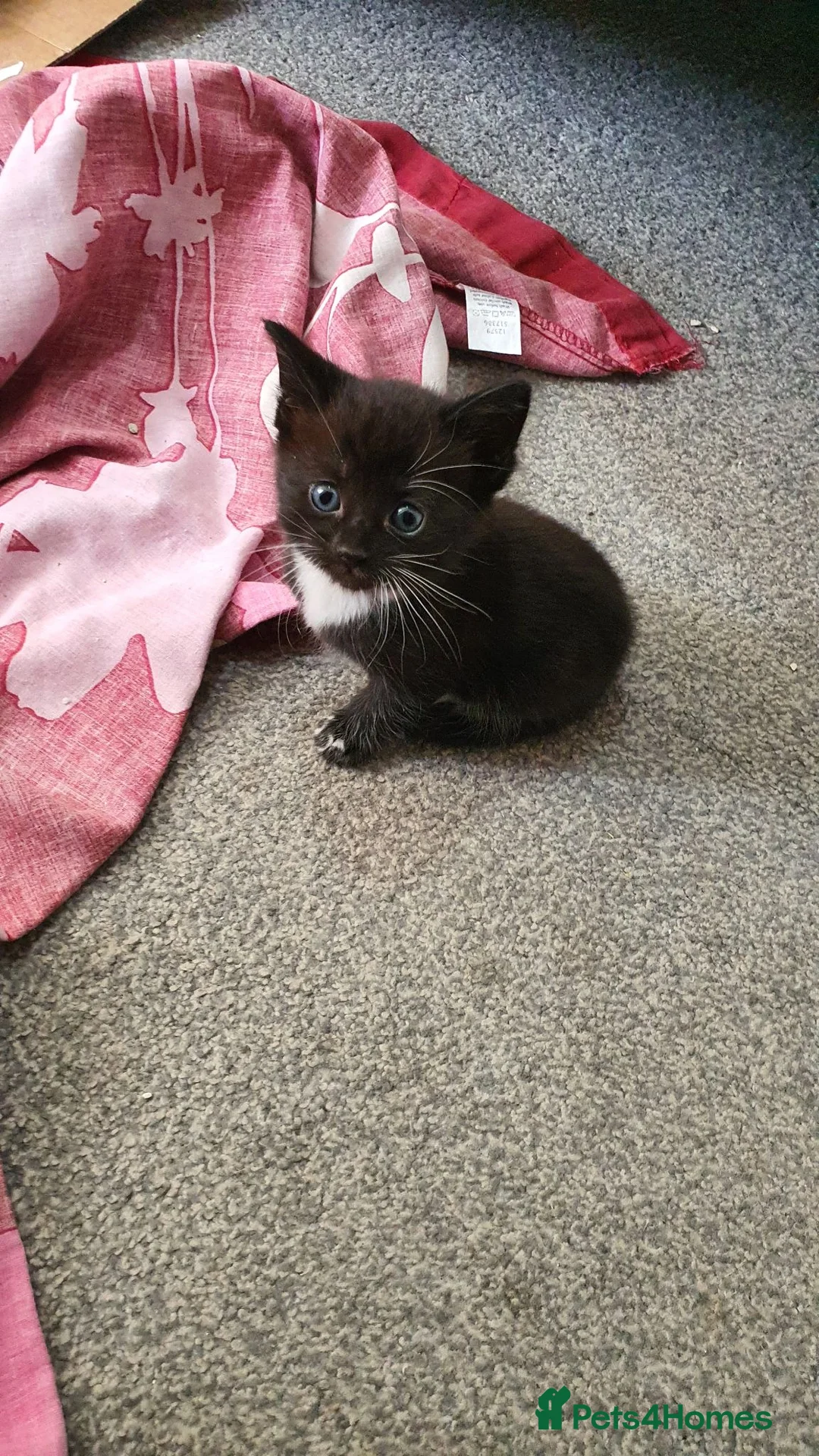 Mixed Breed cats for sale: 2 Mixed breed & 5 tuxedo kittens ready to leave - Advert 2