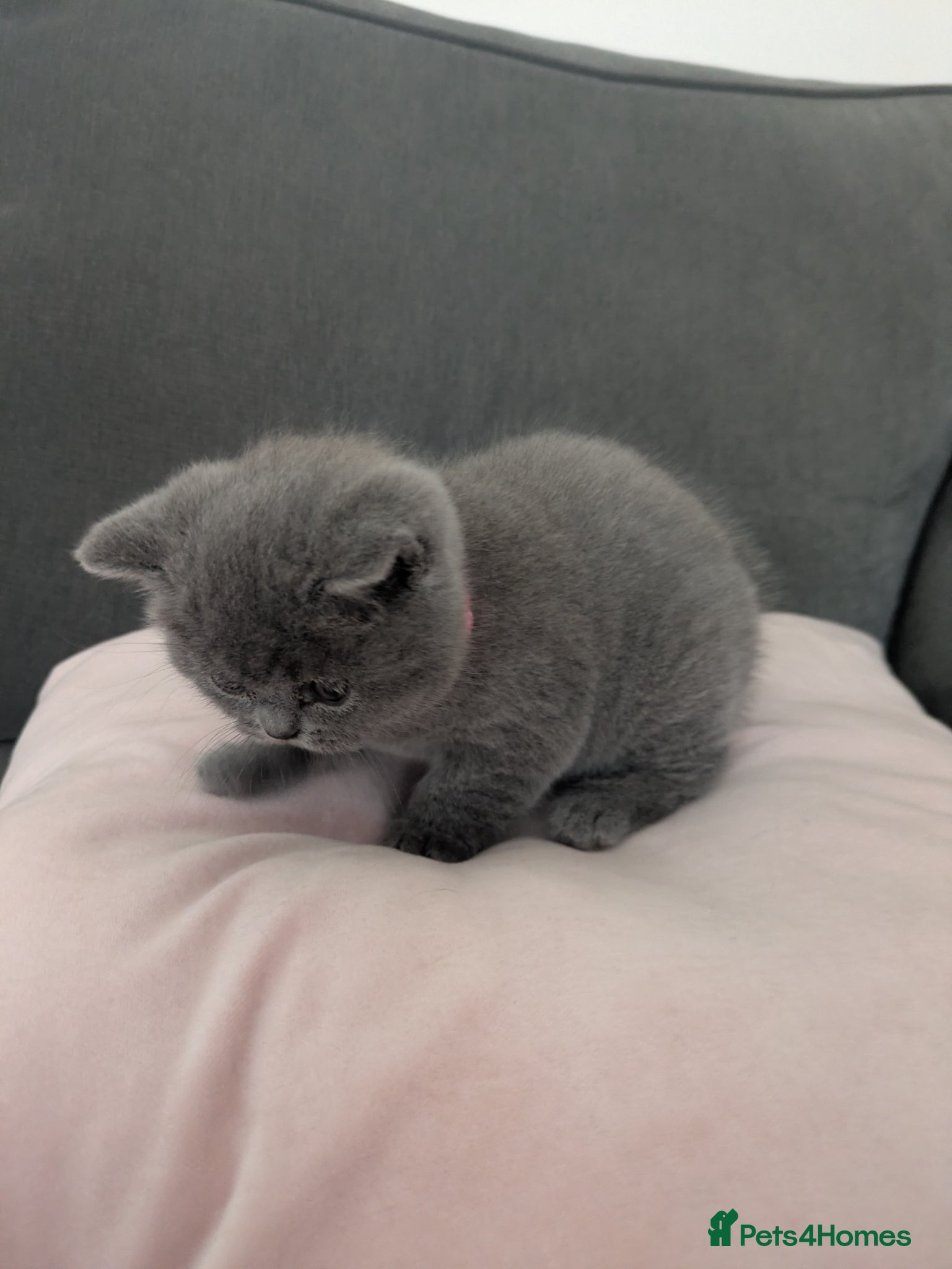 British Shorthair cats 6 week old blue British shorthair  - Advert 5