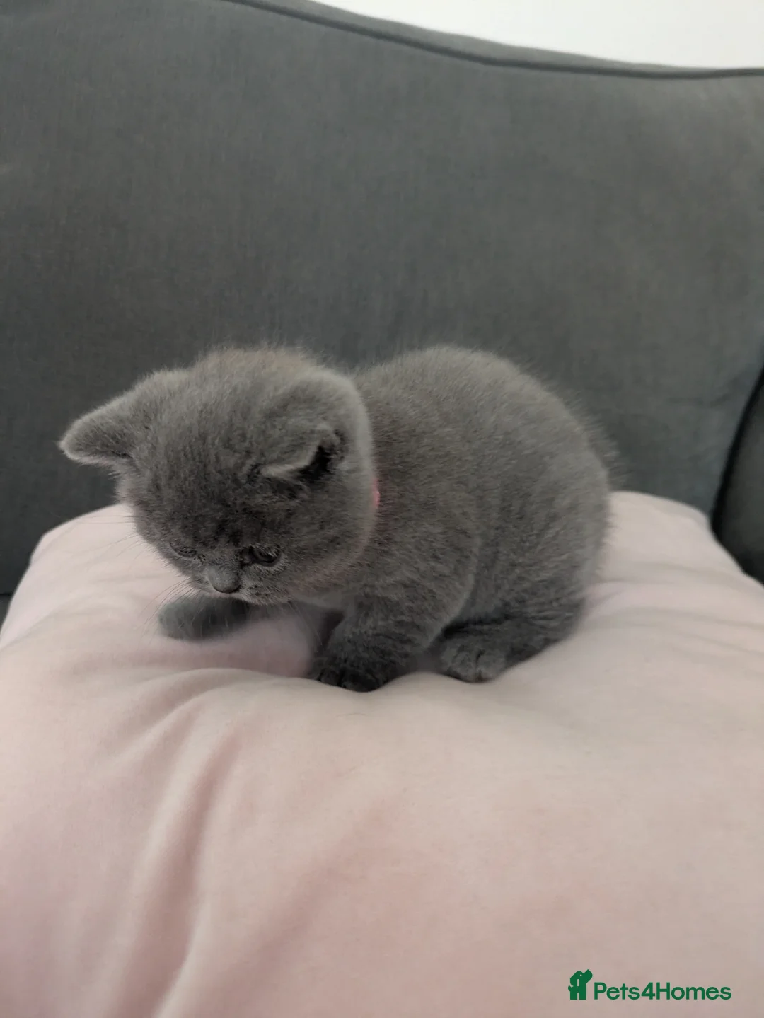 British Shorthair cats for sale: 6 week old blue British shorthair  - Advert 1