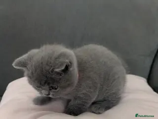 British Shorthair cats 6 week old blue British shorthair - Advert 5