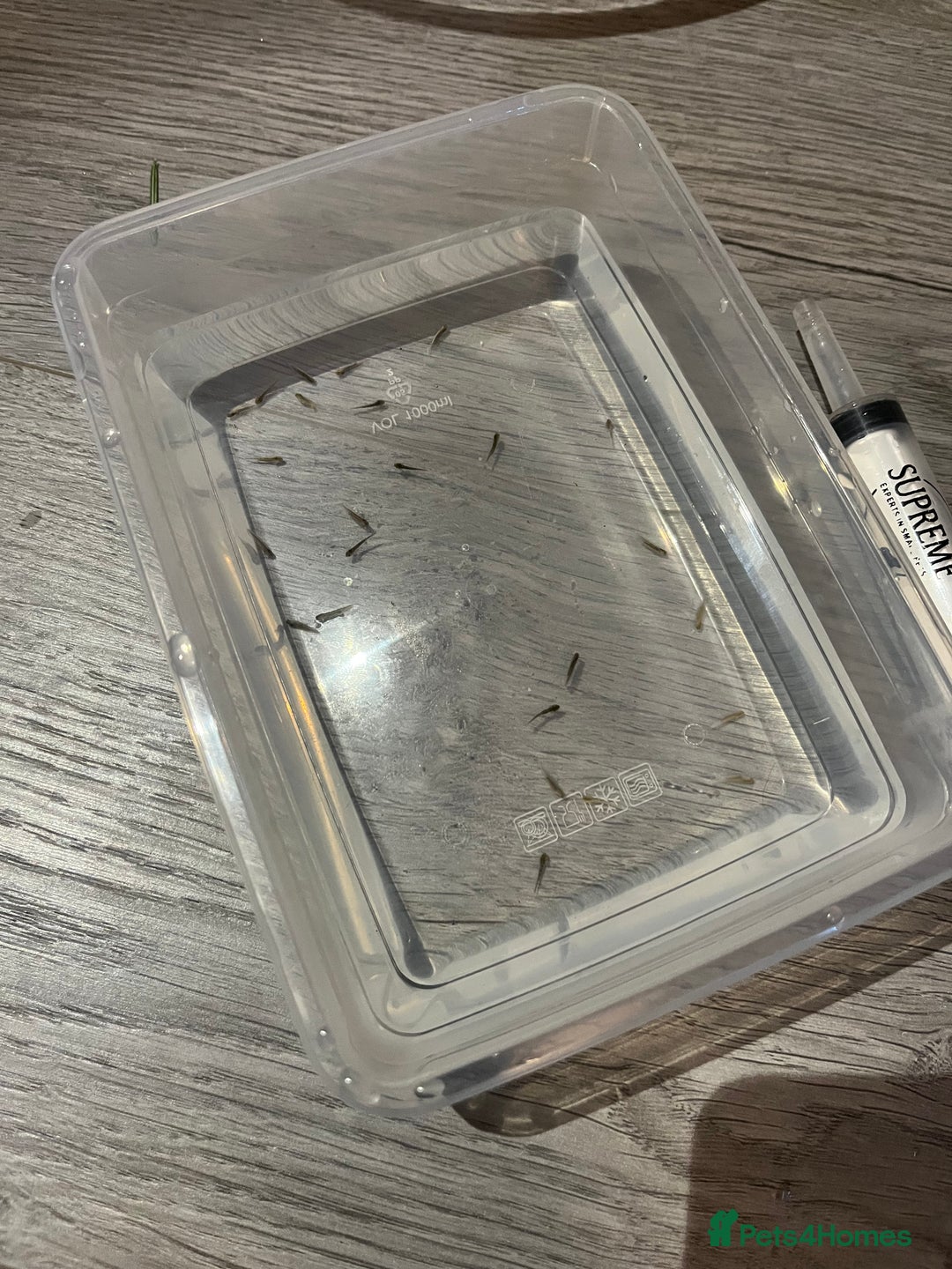 Mixed Breed invertebrates for sale: Axolotl babies  - Advert 1