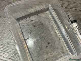 Mixed Breed invertebrates Axolotl babies - Advert 12