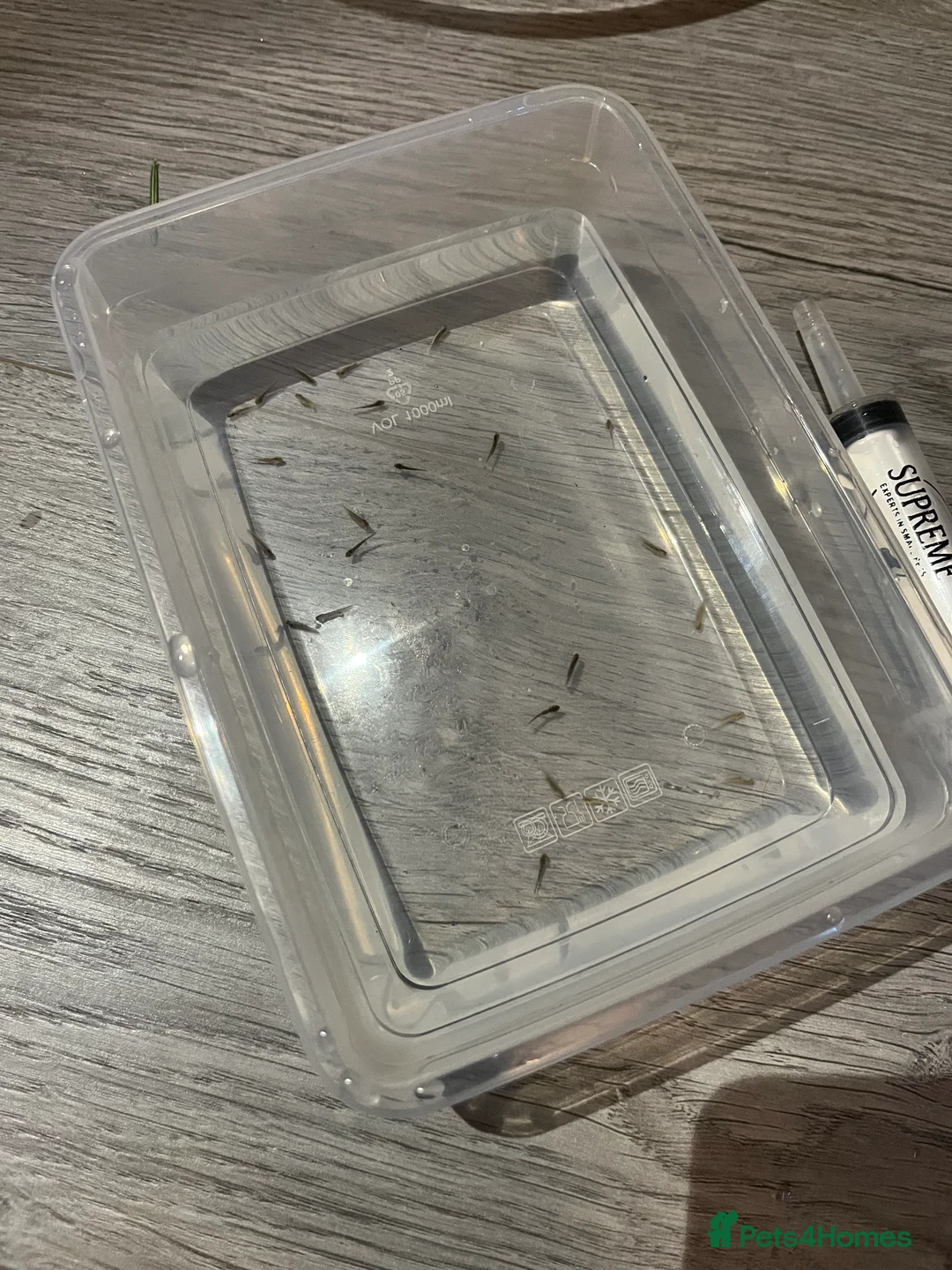 Mixed Breed invertebrates for sale: Axolotl babies  - Advert 1