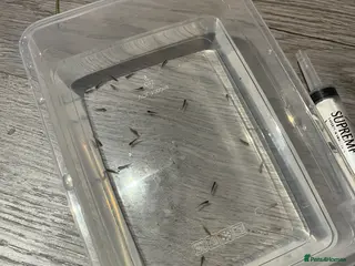 Mixed Breed invertebrates Axolotl babies - Advert 12