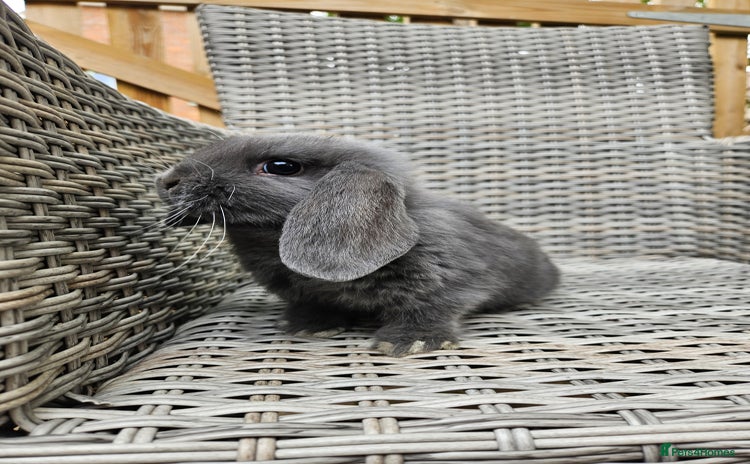 Mini Lop rabbits - Advert 3