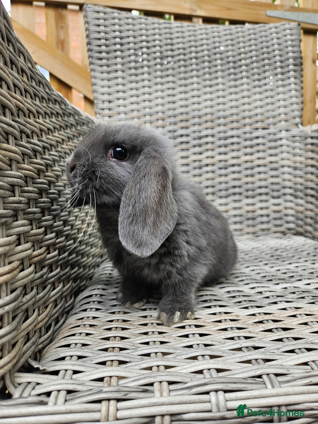 Mini Lop rabbits for sale: Female mini lop - Image 1